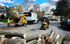 Reliable Carlisle, OH Tree Care Solutions