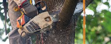 How Our Tree Care Process Works  in  Carlisle, OH