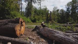 Best Root Management and Removal  in Carlisle, OH