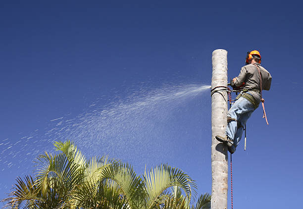Best Aeration Services  in Carlisle, OH