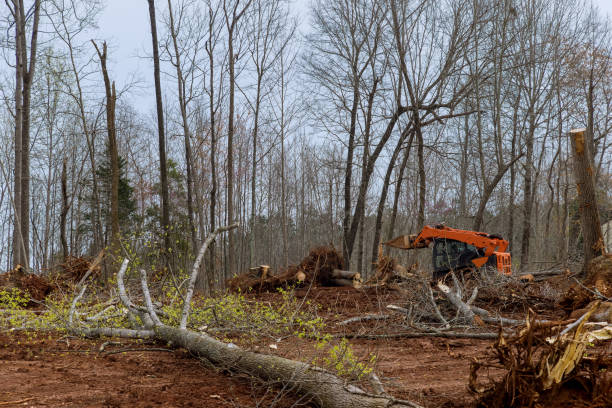 Best Tree Disease Treatment  in Carlisle, OH