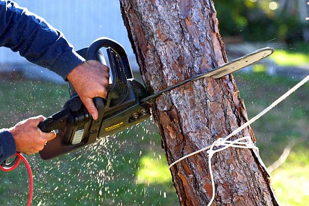 Best Tree Cabling and Bracing  in Carlisle, OH
