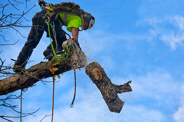 Best Utility Line Clearance  in Carlisle, OH