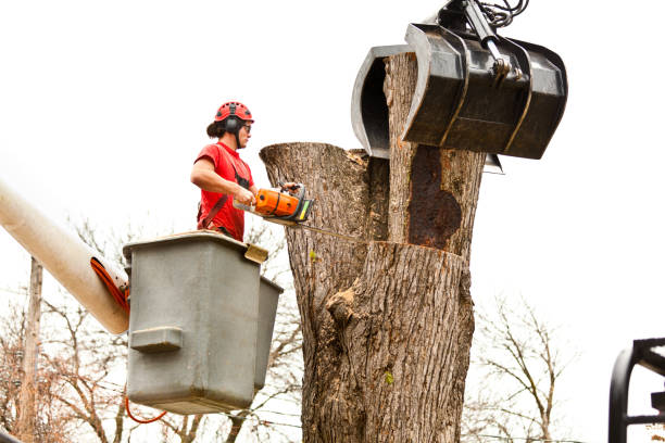 Best Tree Removal  in Carlisle, OH